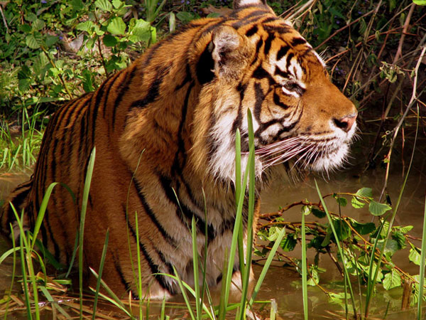 India wildlife Tours