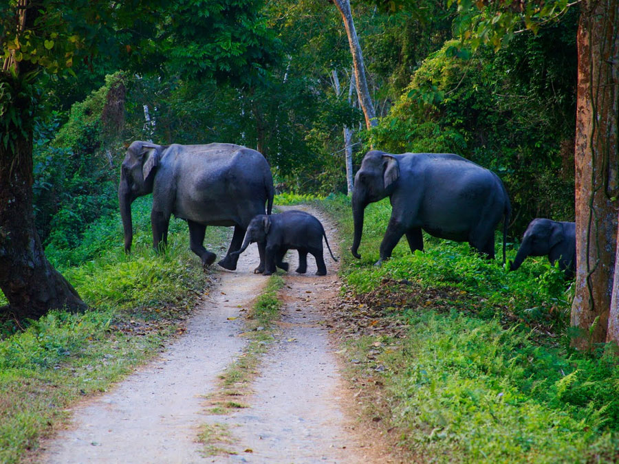 Kerala-Wildlife-Tour