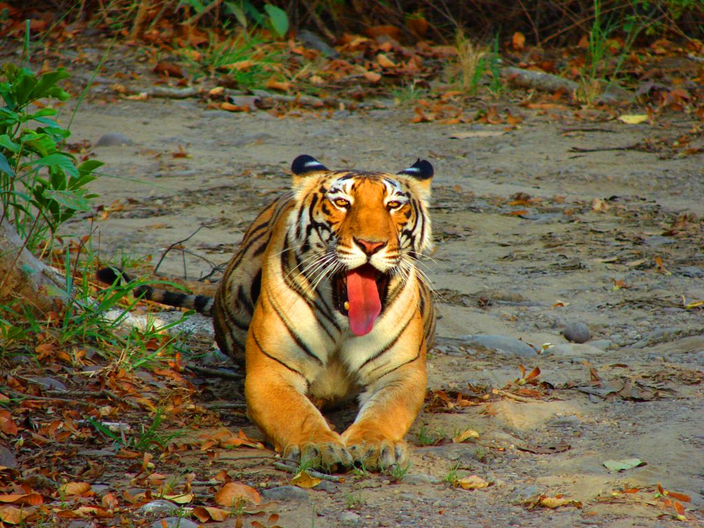 Wildlife Tour Packages in India